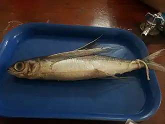 Description de l'image Blacksail_flyingfish_(Cheilopogon_nigricans)_preserved_specimen.jpg.