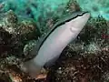 Pseudochromis perspicillatus