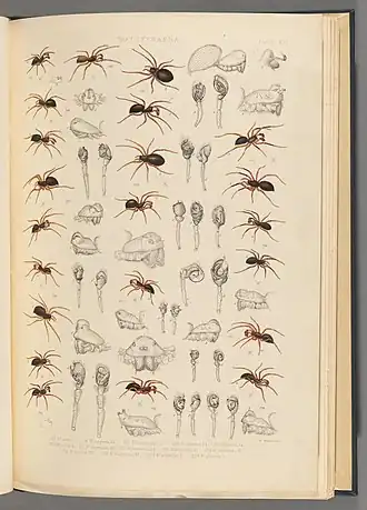 Description de l'image BlackwallSpidersPlateXXI.jpg.