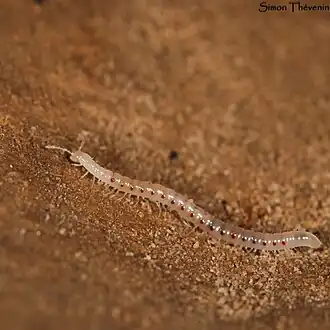 Description de l'image Blaniulus lichtensteini.jpg.