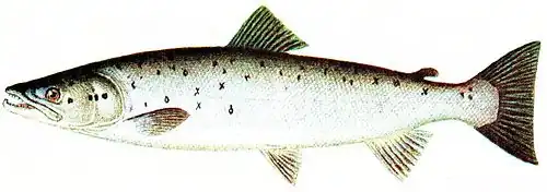 Saumon atlantique (Salmo salar, is:Lax)