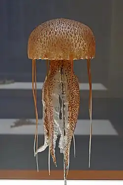 Pelagia noctiluca en verre, réalisée par les BlaschkaMusée zoologique de Strasbourg