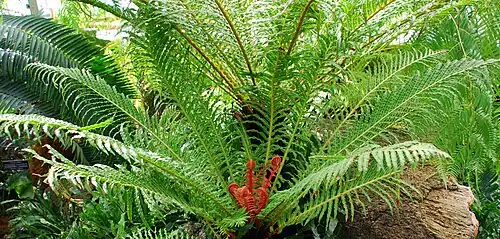 Blechnum brasiliense