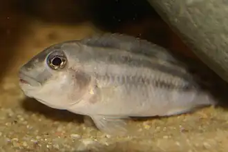 Description de l'image Bleheri.jpg.