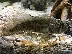 Chasmoides bosquines