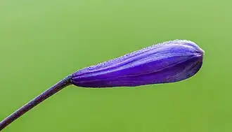 Bouton de fleur d'agapanthus.