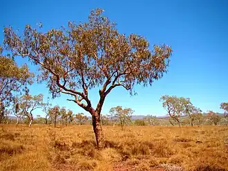 Description de l'image Bloodwood Tree.jpg.