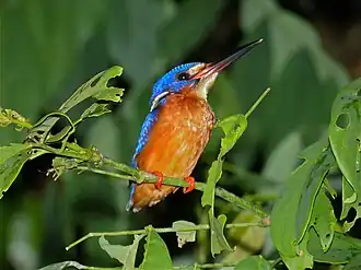 Description de cette image, également commentée ci-après