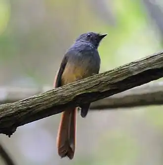 Description de l'image Blue-headed Fantail (Rhipidura cyaniceps) (7187399834).jpg.
