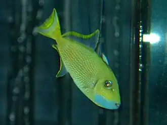 Description de l'image Blue-throated triggerfish (Xanthichthys auromarginatus).jpg.