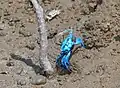 Crabe violoniste bleu Uca tetragonon