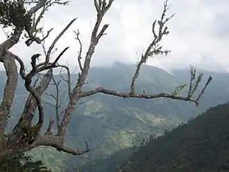 Image illustrative de l’article Monts John Crow