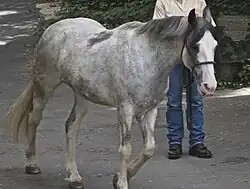 Sabino + rouan (non-évolutif).