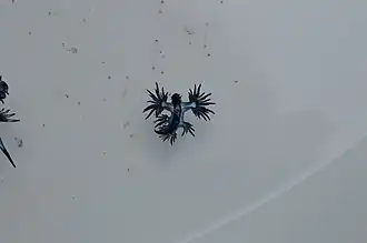 Spécimen capturé en Australie.