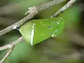 chrysalide