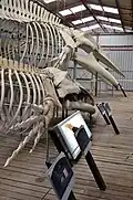 Squelettes de baleine