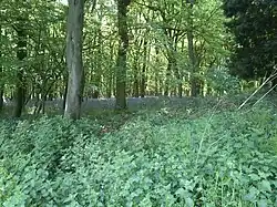 Forêt largement composée de feuillus, avec un sous-bois couvert d'orties et de jacinthes des bois.