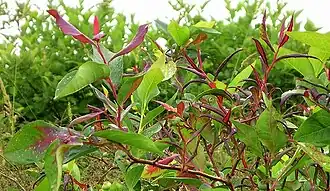 Description de l'image Blueberry shoestring virus symptoms.jpg.