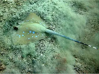 Description de l'image Bluespot stingray.jpg.