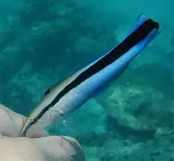 Labroides dimidiatus