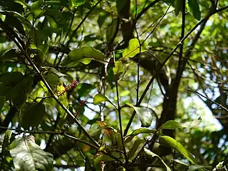 Description de cette image, également commentée ci-après