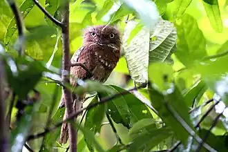 Description de l'image Blyth's Frogmouth - Krung Ching National Park.jpg.
