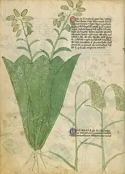 Page de manuscrit montrant, à gauche, une grande plante occupant toute la hauteur du folio, avec une rosette de feuilles basales spatulées formant comme un cornet autour de deux tiges portant des fruits oblongs et striés, et à droite, deux paragraphes de texte, celui du bas étant traversé par les tiges de deux graminées aux panicules tombantes.