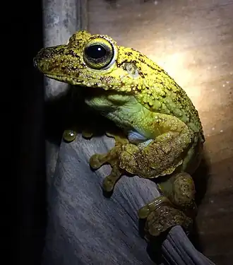 Description de l'image Boana exastis cropped.jpg.