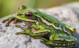 Description de l'image Boana joaquini (cropped).jpg.