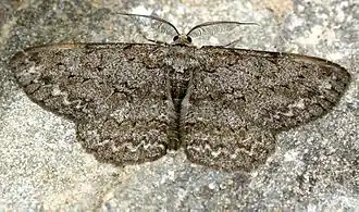 Description de cette image, également commentée ci-après