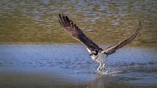 Balbuzard pêcheur sortant de l'eau après avoir attrapé un poisson.