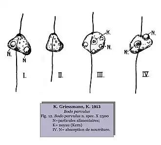 Description de l'image Bodo parvulus Griessmann, 1913.jpg.