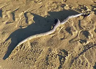 Description de l'image Boiruna maculata.jpg.