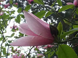 Magnolia visibles au bois des Moutiers à Varengeville-sur-Mer.