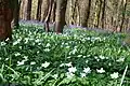 Bois d'Hubermont, Bois d'Antoing et Bois de Leuze