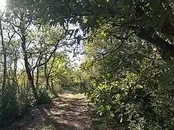 Bois de Malassoque, novembre 2023.