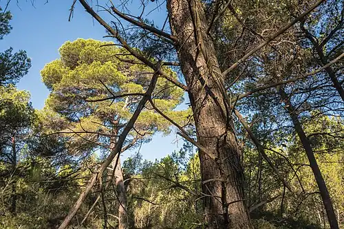 Bois des Aresquiers.