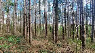 La partie sud du bois des Gâts des Osmeaux, principalement composée de conifères.