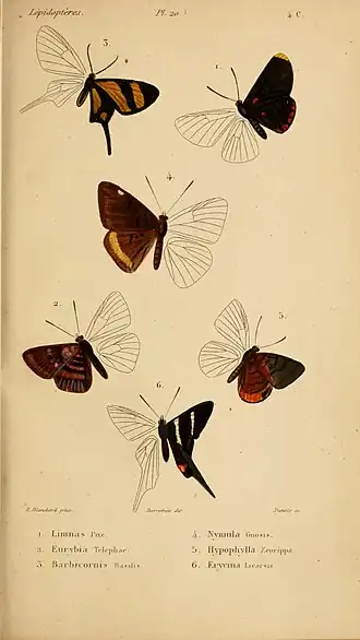 Description de l'image Boisduval1833FaunEntMadagascarLepidPlate20.jpg.