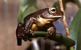 Description de l'image Bokermannohyla circumdata01.jpg.