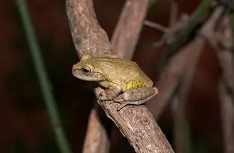 Description de l'image Bokermannohyla ibitiguara.jpg.