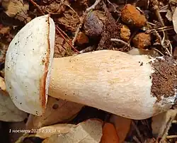 Forme à chapeau blanc