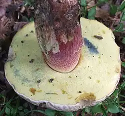 Pores jaunâtres, bleuissants à la pression.