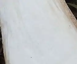 Chair blanche immuable, légèrement rosée sous la cuticule.