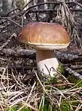photo de Boletus edulis