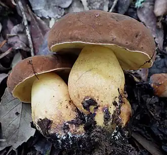 Le Bolet odorant (Lanmaoa fragrans)