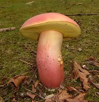 Description de l'image Boletus pallidoroseus 245628.jpg.