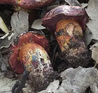 Description de cette image, également commentée ci-après