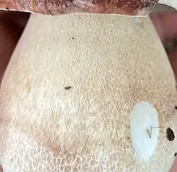 Réseau blanchâtre étendu ornant le pied.