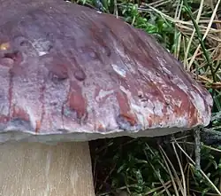 Chapeau souvent couvert de pruine au bord, surtout dans la jeunesse.